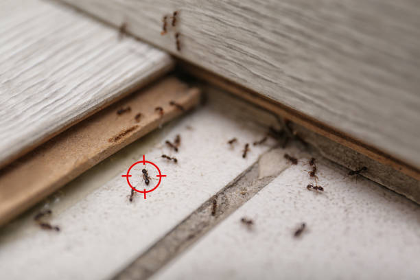 Best Affordable Pest Control Services  in Tolar, TX