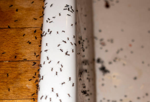 Best Exterminator Services  in Tolar, TX